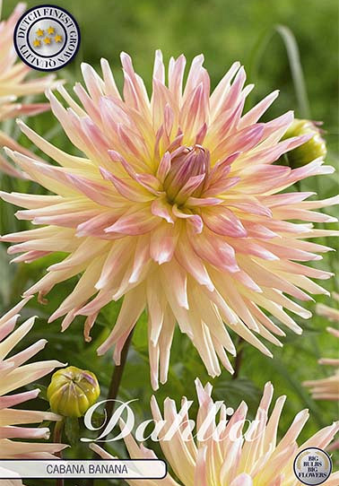 Dahlia Cactus Cabana Banana x 1 I .