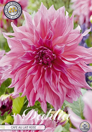 Dahlia Deco. Cafe au Lait Ros I