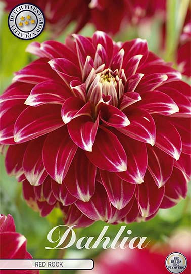 Dahlia Deco. Red Rock x 1 1 .