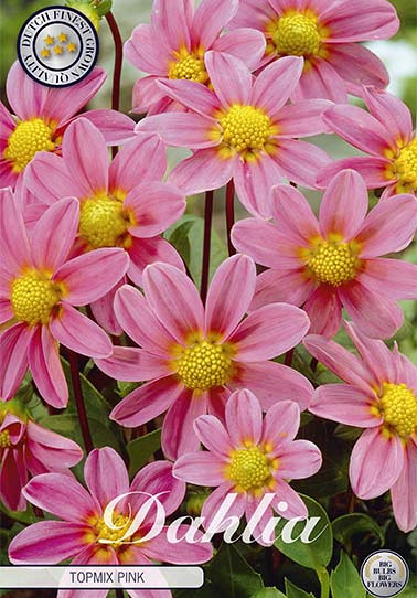 Dahlia Special Top mix Pink x1 I .