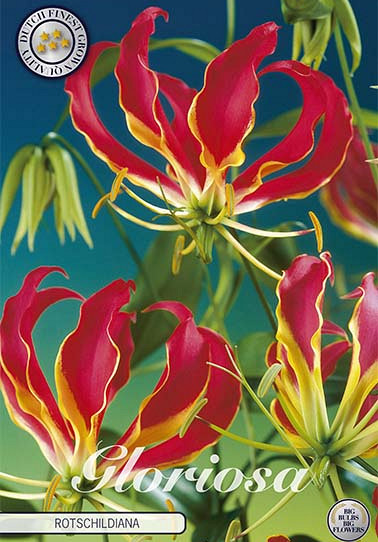 Gloriosa Rotschildiana x 1 12/15