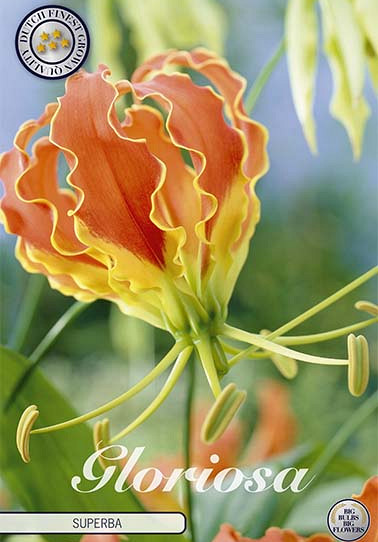 Gloriosa Superbra x 1 12/15