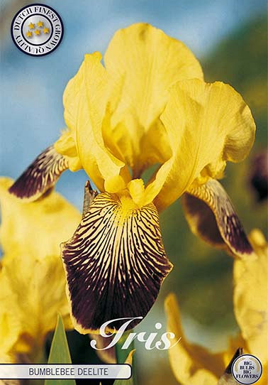 Iris Germanica Buble Deelite x1 I