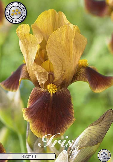 Iris Germanica Hissy Fit x1 I