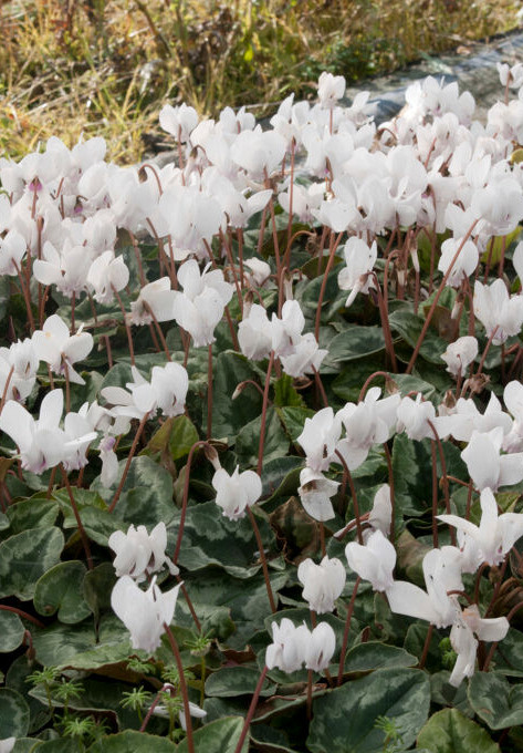 Hederifolium Album 12/14