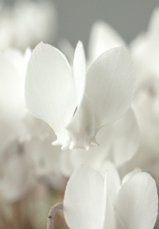 Hederifolium Album 12/14