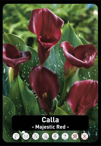 Zantedeschia Majestic Red x25 24/+