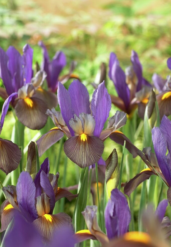 Eye of the Tiger 10/+