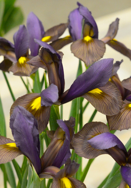 Eye of the Tiger 8/9