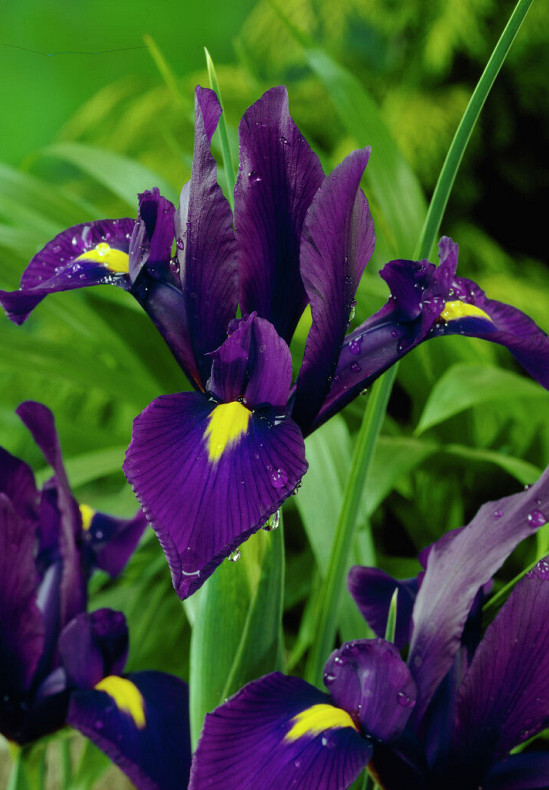 Purple Sensation 8/9