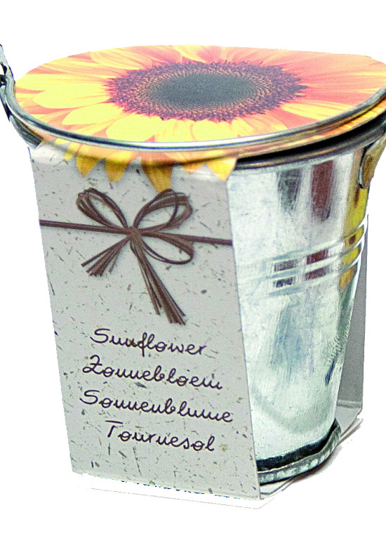 Bucket Sunflower x36 .