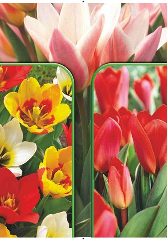 Tulipa 120 x 40 .