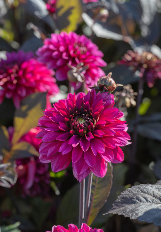 Jennifer Mary Ellen I .