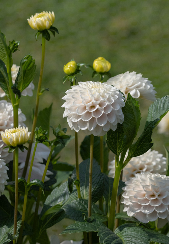 White Wizard ( Wizard of Lightening) .