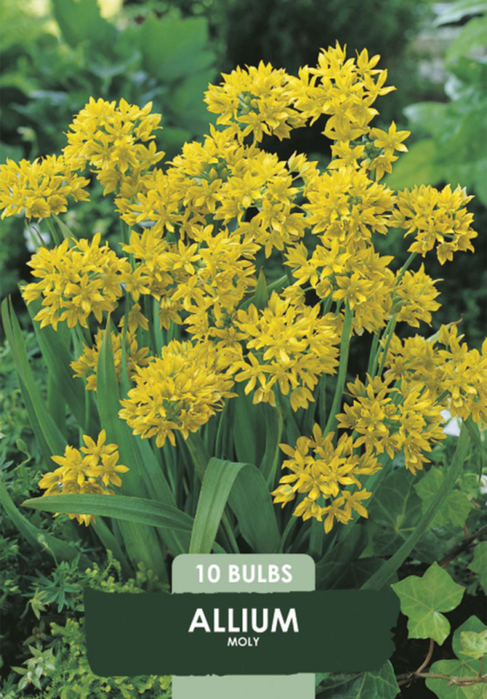 Allium Moly x10 5/6