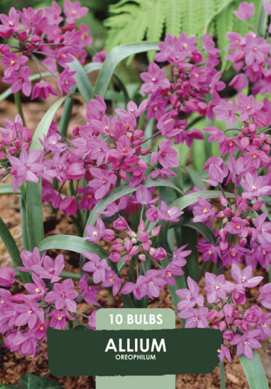 Allium Oreophilum x10 5/+