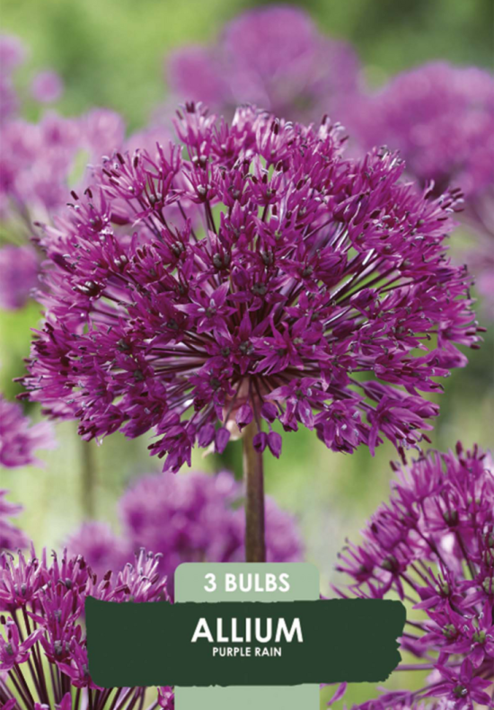 Allium Purple Rain x 3  10/12