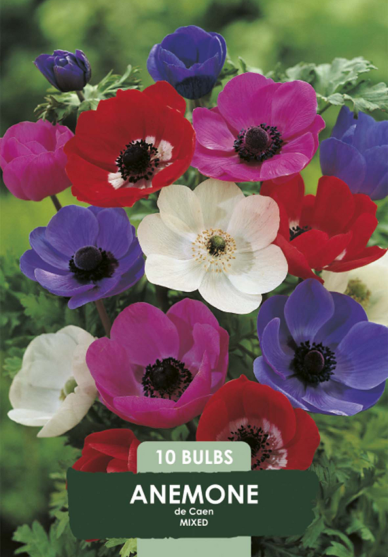 Anemone de Caen Mix x10 5/6