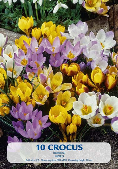 Crocus Botanical Mixed x10 7/8