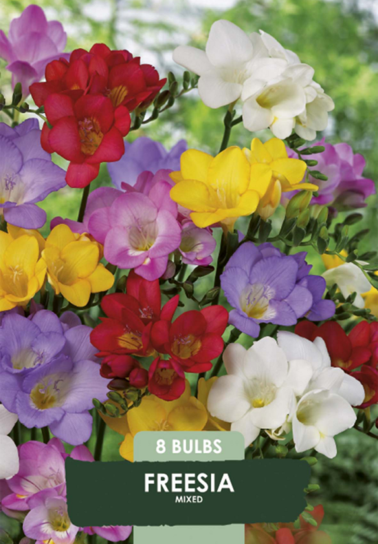 Freesia Mixed x8 5/6