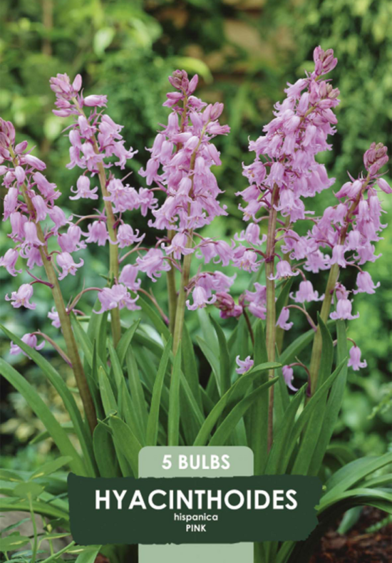 Hyacinthoides Hispanica Pink x5 8/9