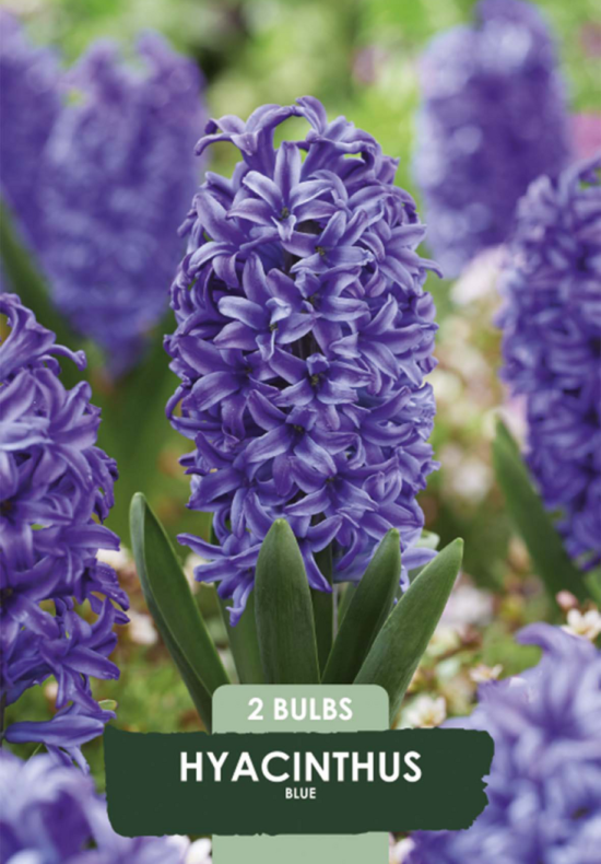 Hyacinthus Delft Blue x2 14/15