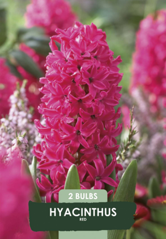 Hyacinthus Jan Bos x2 14/15