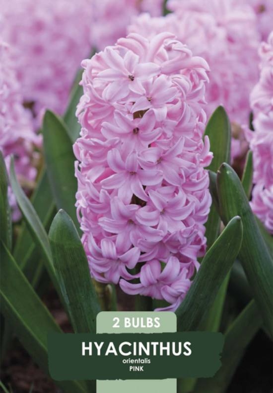 Hyacinthus Pink Pearl x2 14/15