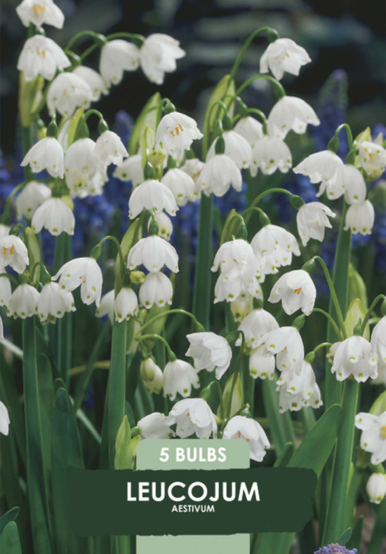 Leucojum Aestivum x5 10/+