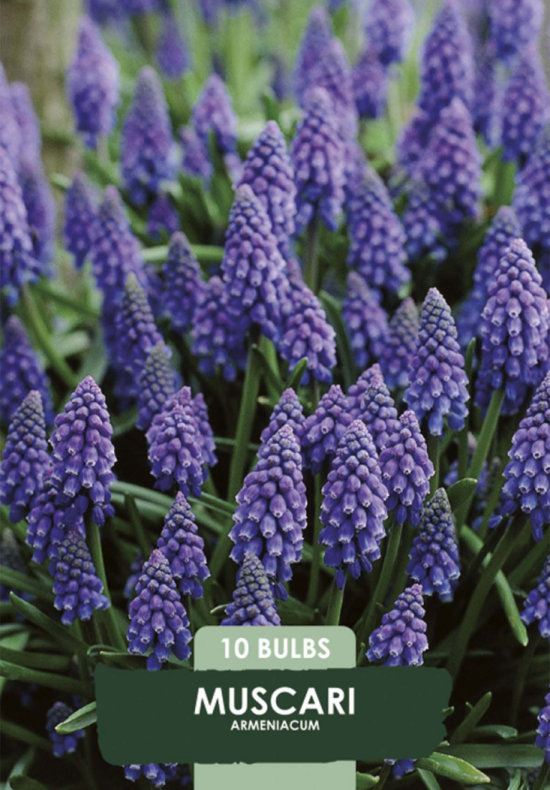 Muscari Armeniacum x10 7/8