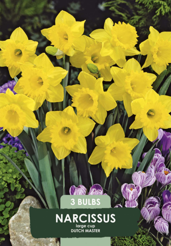 Narcissus Dutch Master x3 14/16