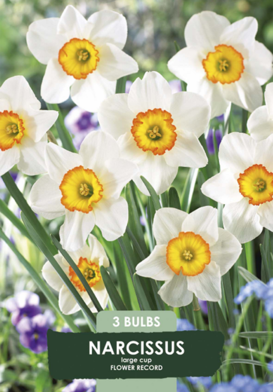 Narcissus Flower Record x3 14/16