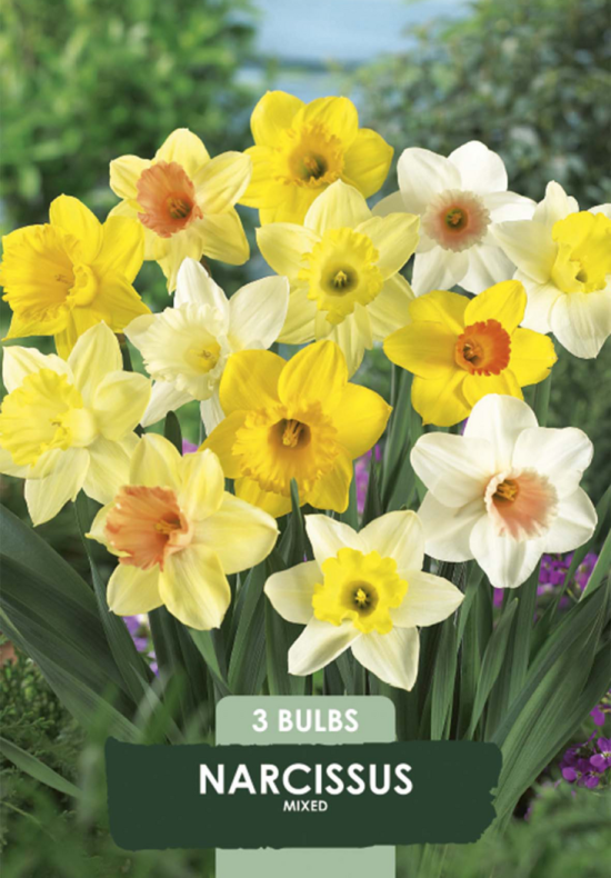 Narcissus Mixed x3 14/16