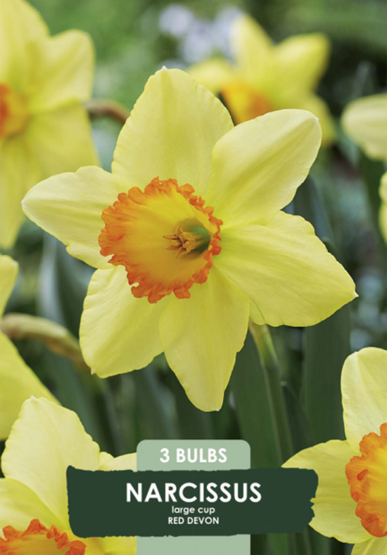 Narcissus Red Devon x3 14/16