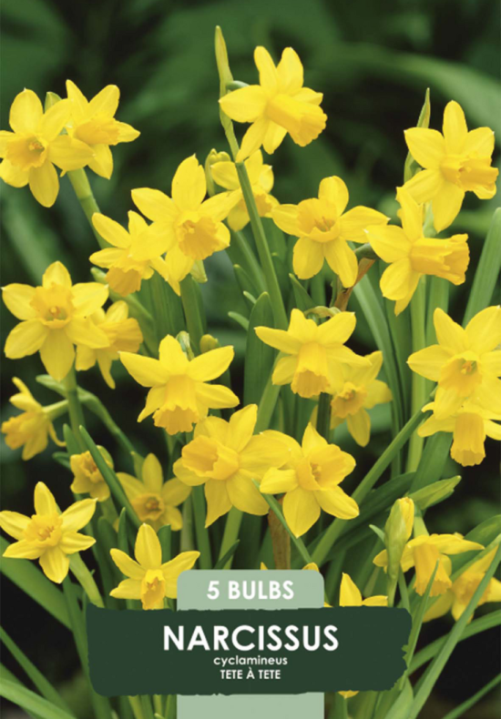 Narcissus Tete a Tete x5 12/14