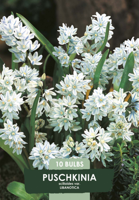 Puschkinia Scilloides Libanotica x10 6/7