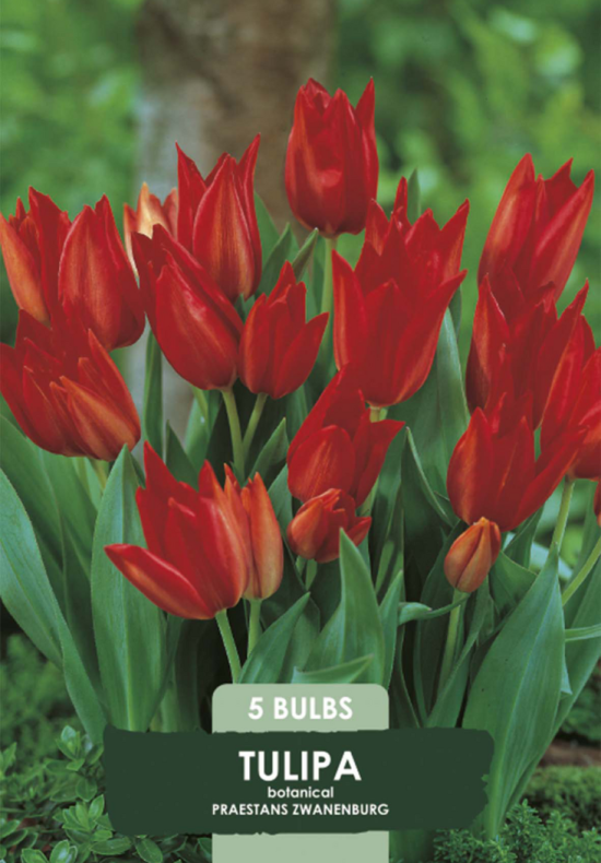 Tulipa Praestans Zwanenburg x5 8/10