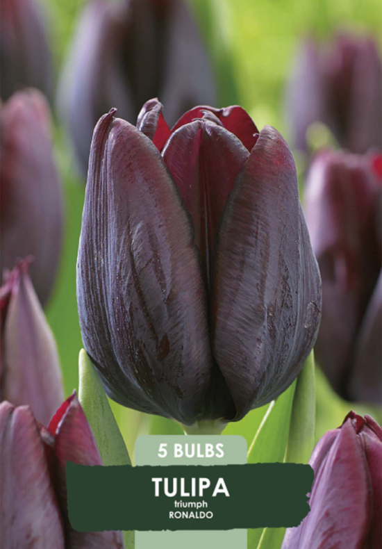 Tulipa Ronaldo x5 10/11