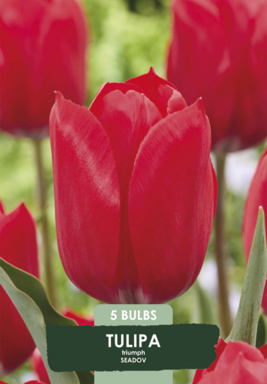 Tulipa Seadov x5 10/11