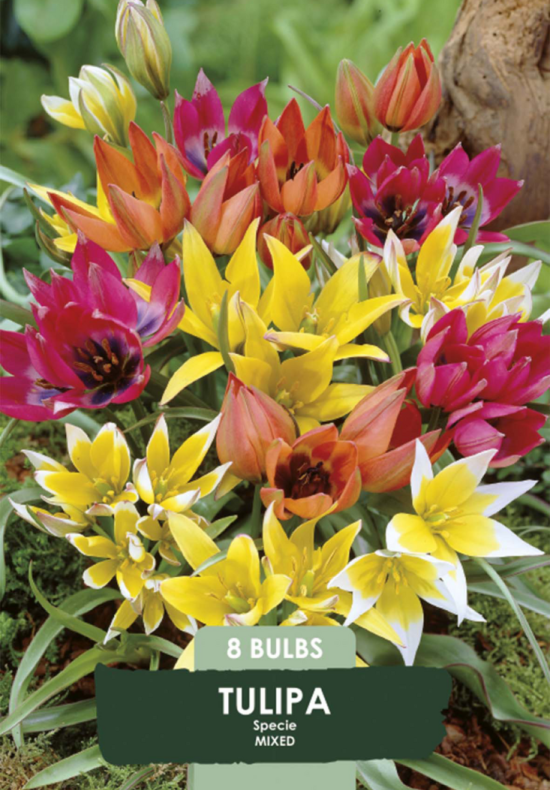 Tulipa Specie Mixed x8 7/8