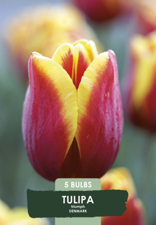 Tulipa Triumph Denmark x5 10/11