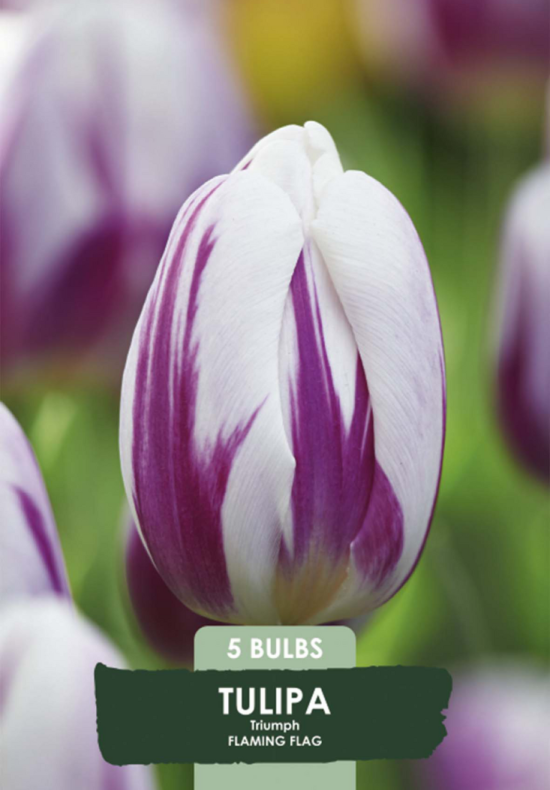Tulipa Triumph Flaming Flag x5 10/11