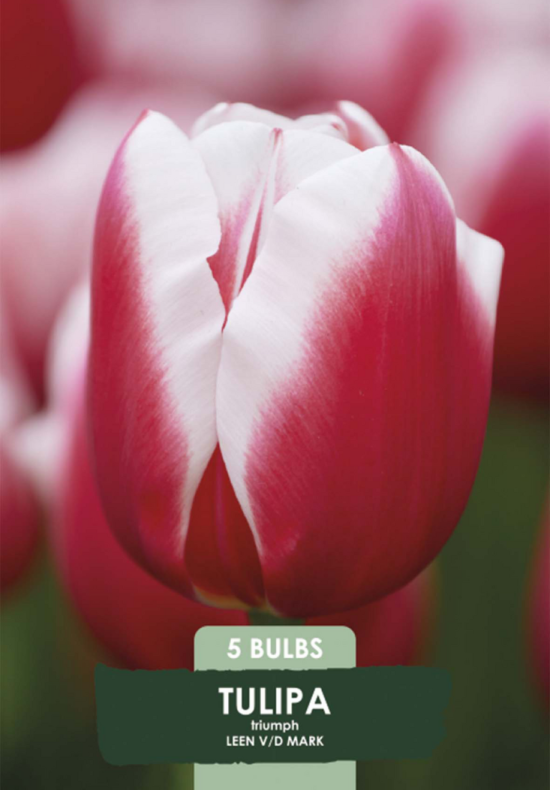 Tulipa Triumph Leen v/d Mark x5 10/11