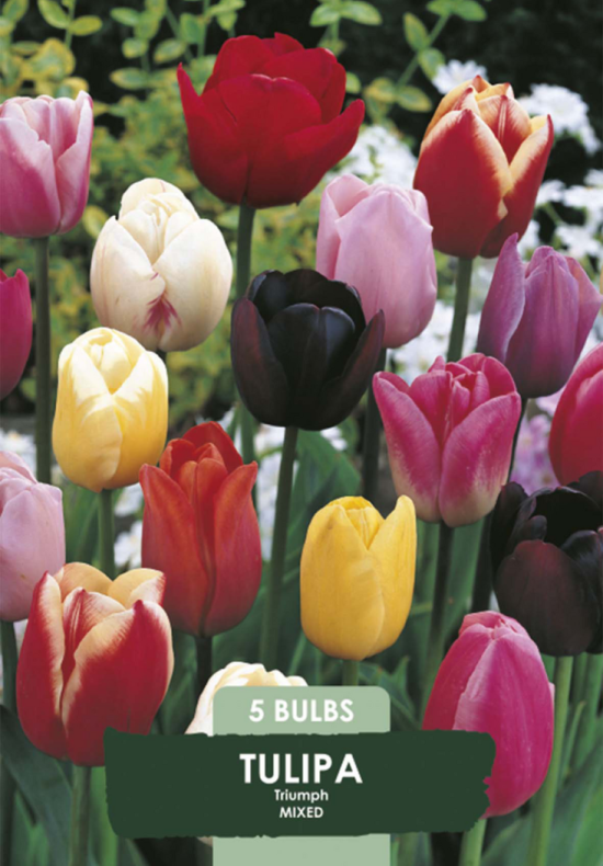 Tulipa Triumph Mix x 5 10/11