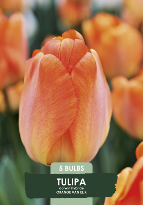 Tulipa Triumph Orange van Eijk x5 10/11