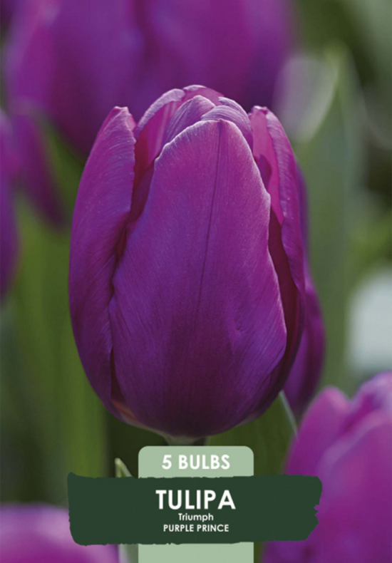 Tulipa Triumph Purple Prince x5 10/11