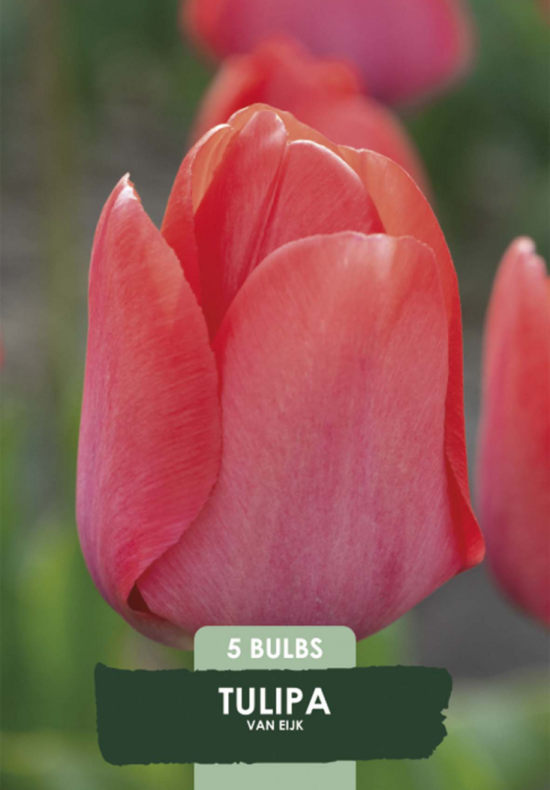 Tulipa Triumph van Eijk x 5 10/11