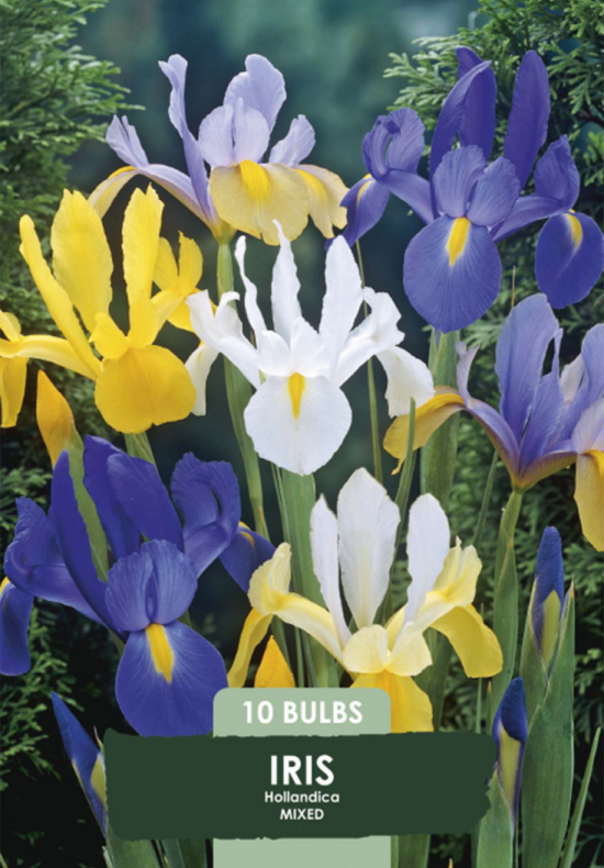Iris Hollandica mixed x 10 8/9
