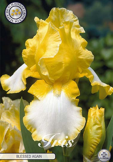 Iris Germanica Blessed Again x1 I I
