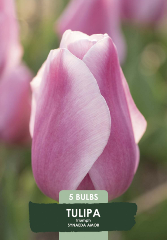 Tulipa Synaede Amor x5 10/11